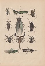 Wanderheuschrecke gottesanbete gebraucht kaufen Wanderheuschrecke gottesanbete gebraucht kaufen  Kassel