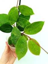 Hoya patricia usato  Massa di Somma