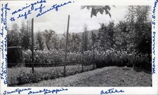 1950s photo flower for sale  La Habra