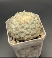 Ariocarpus cactus for sale  Waltham
