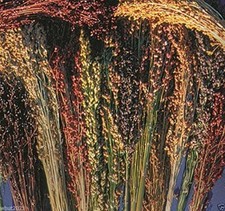 Broom corn seeds for sale  Russell