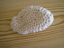 Corail blanc ile d'occasion  Lannion