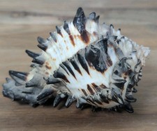 real seashells for sale real seashells for sale Walla Walla