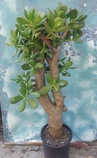 Bonsai jade crassula for sale  San Marcos