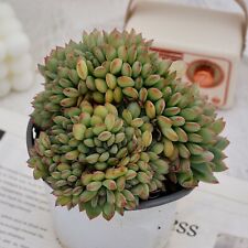 crested echeveria for sale  Northport