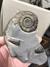Belemnite dactylioceras ammoni for sale  REDCAR