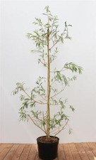Salix alba tristis gebraucht kaufen  Westerstede