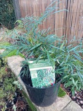 Mahonia soft caress for sale Mahonia soft caress for sale  WEST MALLING