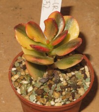 Crassula argentea minor gebraucht kaufen  Falkensee