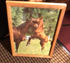 Framed pair horses for sale  Rochester