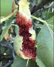 Fig tree cuttings for sale  Fresno