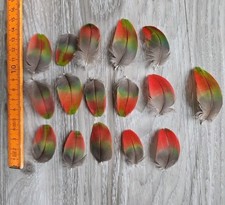 Grün rote vogelfeder gebraucht kaufen  Haarbach