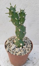Tephrocactus corotilla pøt usato  Lecce