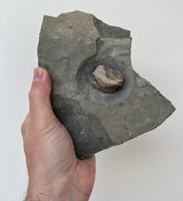 Plesiosaur vertebrae vert for sale  PORTHCAWL