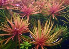 Stems ludwigia cuba for sale  Stockton