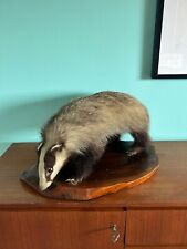 Taxidermy tassidermia tasso usato  Torino