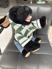 teddy bear dog for sale teddy bear dog for sale NEWTON-LE-WILLOWS