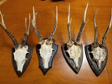 Reh schädel geweih gebraucht kaufen Reh schädel geweih gebraucht kaufen  Husum