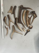 Geweih abwurfstangen basteln gebraucht kaufen Geweih abwurfstangen basteln gebraucht kaufen  Weimar