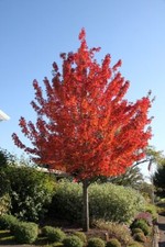 Acero rosso acer usato  Valmacca