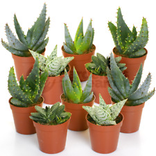 Aloe vera mix for sale  UK