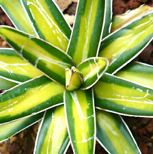 Agave victoriae reginae usato  Napoli