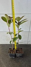 Photinia red robin usato  Pescia