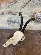 Cornes bois chamois d'occasion  Claira