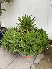 Aloe nobilis pups for sale  BARKING