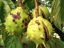 Conkers horse chestnut for sale  CRAVEN ARMS