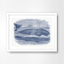 Vintage whale illustration for sale  PEVENSEY