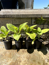 Foxglove digitalis mixed for sale  PORT TALBOT