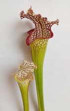 Pianta carnivora incrocio usato  Grumo Appula