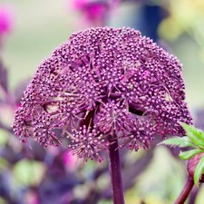 Angelica gigas summer for sale  UK