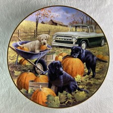 Pumpkin patch pups for sale  Vergas