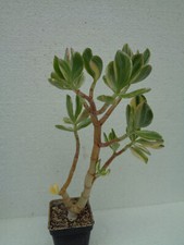 Crassula vata variegata gebraucht kaufen  Amtsberg