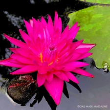 Magenta pink queen for sale  Corpus Christi