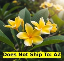 Plumeria rubra yellow for sale  Miami