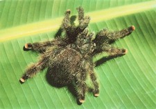 973 french guiana d'occasion  Expédié en Belgium