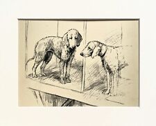 Bedlington terrier dogs for sale  NORWICH