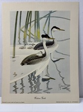 Bird family print for sale  Avon
