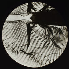 Microscope photo insect for sale  HAYLE