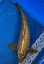 Inches matsuba koi for sale  Spring