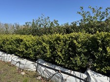 Large buxus box for sale  PRESTON