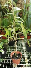 Dendrobium mutabile usato  Spedire a Italy
