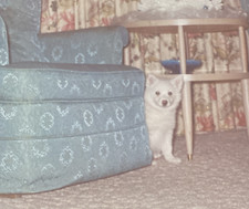 1960s american eskimo for sale  New Hartford