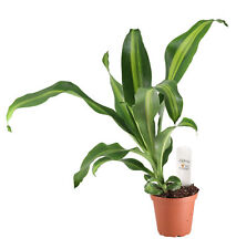 Flowerpotnursery dracaena burl for sale  Loranger