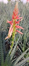 Aloe humilis blue for sale  Bradenton