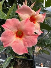 Mandevilla new giant for sale  Christmas