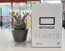 Pachypodium gracilius model d'occasion  Expédié en Belgium